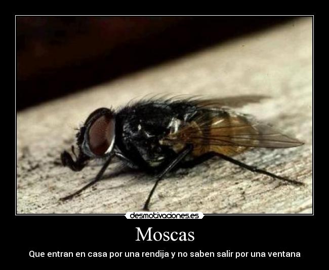 Moscas - 