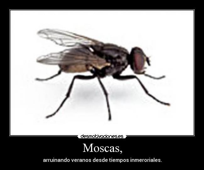 Moscas, -