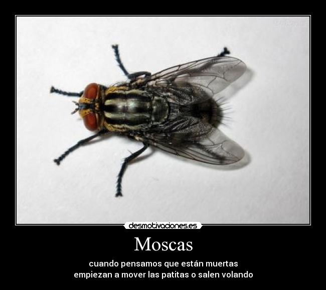 Moscas - cuando pensamos que están muertas
empiezan a mover las patitas o salen volando
