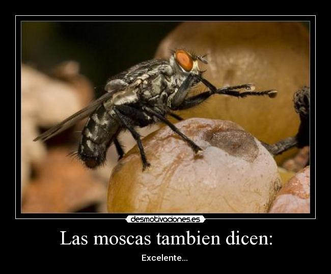 Las moscas tambien dicen: -