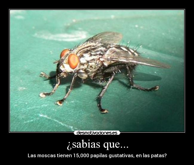 ¿sabias que... -