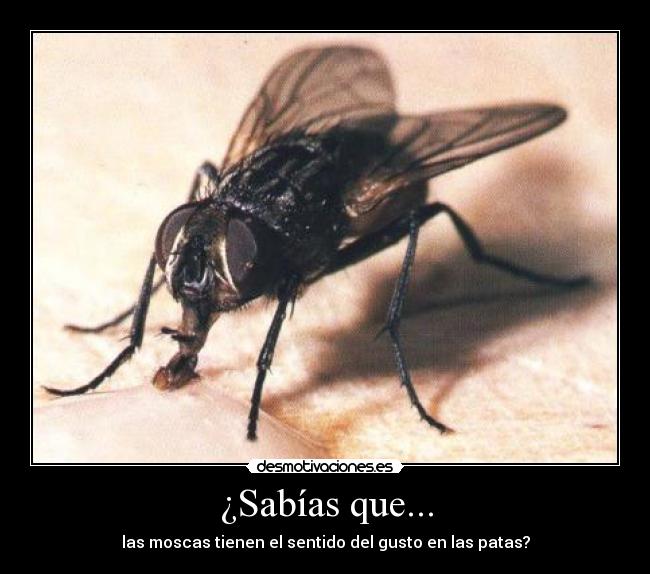 ¿Sabías que... - 