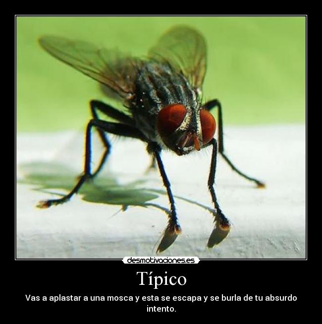 carteles tipico desmotivaciones