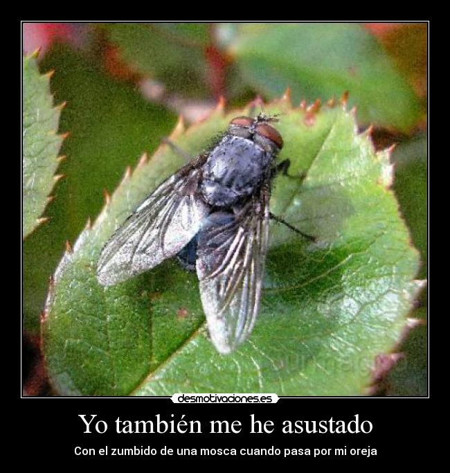 Yo también me he asustado - Con el zumbido de una mosca cuando pasa por mi oreja