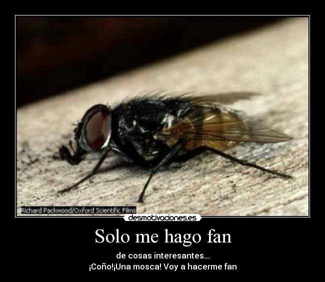 Solo me hago fan - de cosas interesantes...
¡Coño!¡Una mosca! Voy a hacerme fan