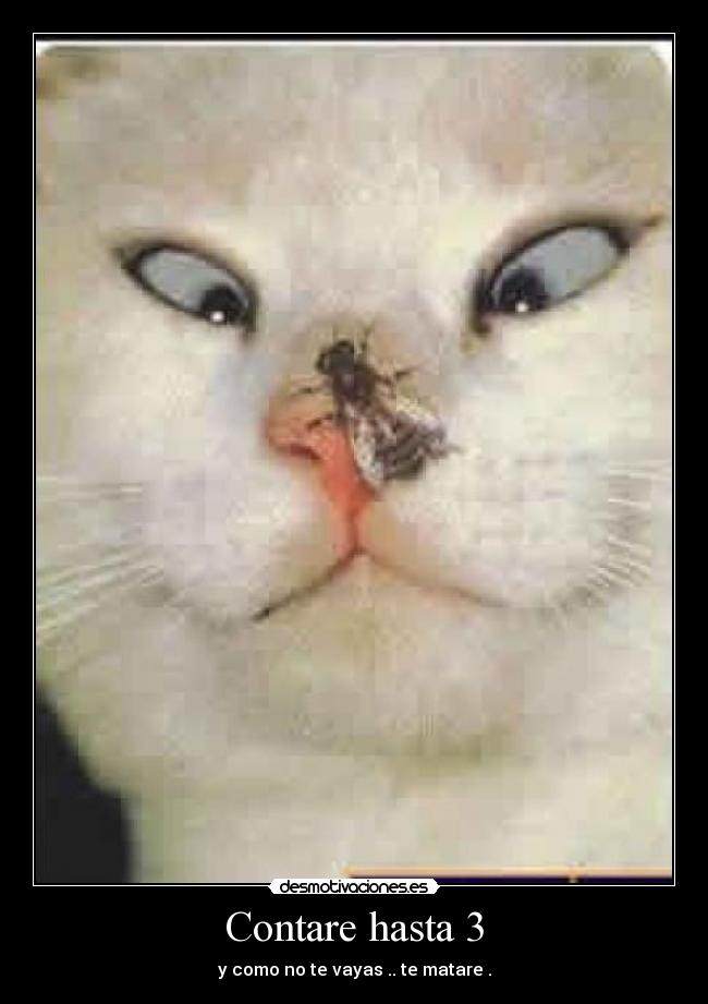 carteles mosca gatos contar matar nariz posada desmotivaciones