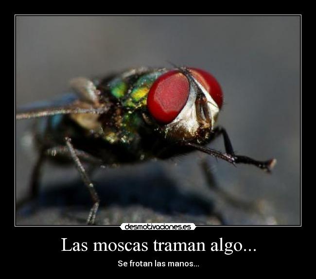 Las moscas traman algo... - 