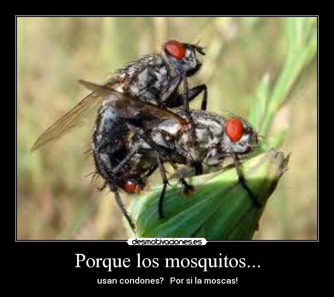 Porque los mosquitos... -
