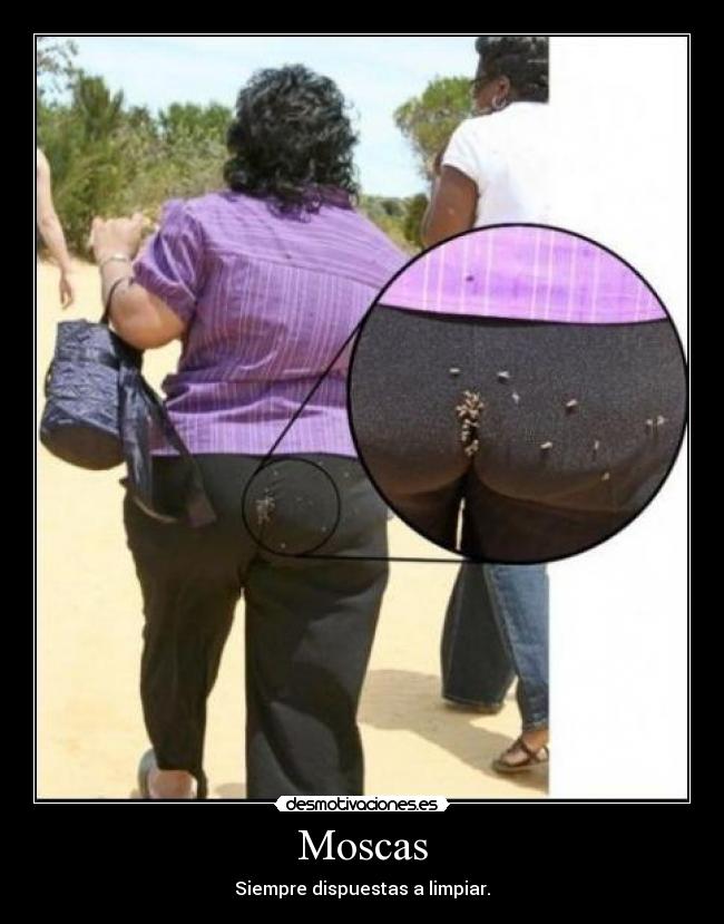 Moscas - 
