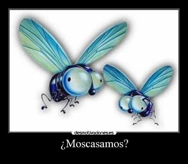 ¿Moscasamos? - 