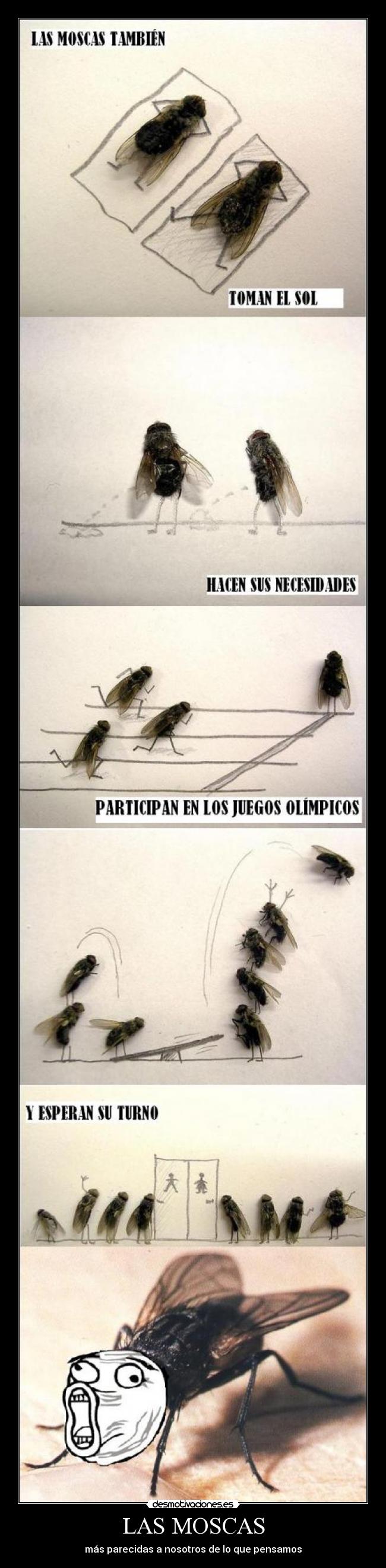 LAS MOSCAS - más parecidas a nosotros de lo que pensamos