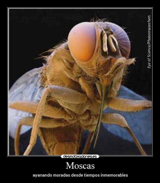 Moscas -