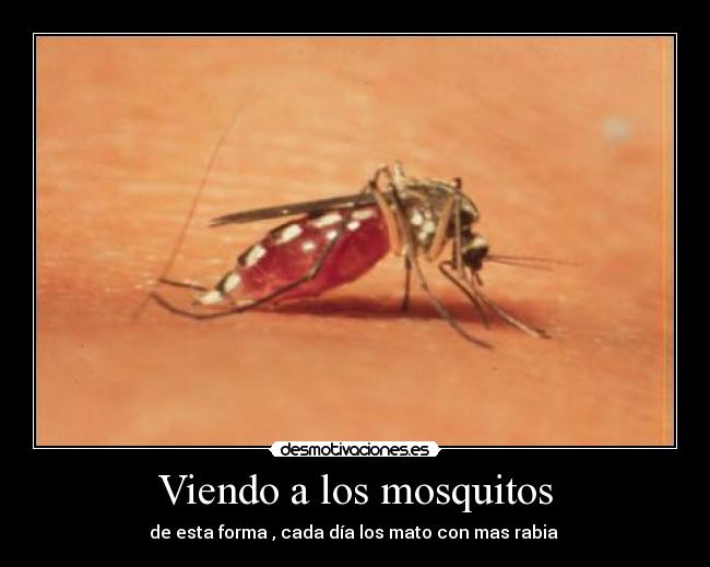 Viendo a los mosquitos - de esta forma , cada día los mato con mas rabia 