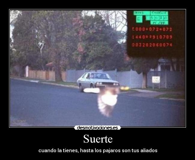 Suerte - cuando la tienes, hasta los pajaros son tus aliados