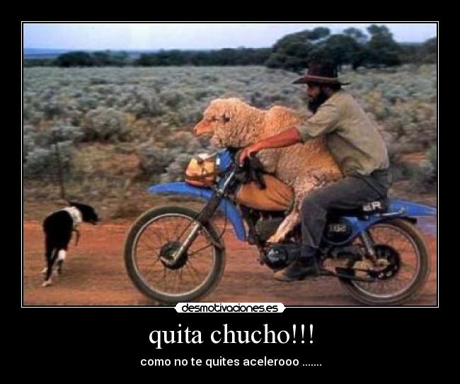 quita chucho!!! - 