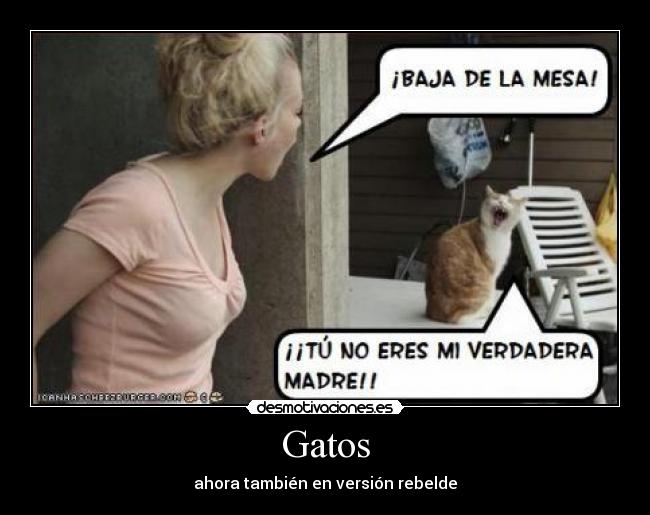 Gatos - ahora también en versión rebelde