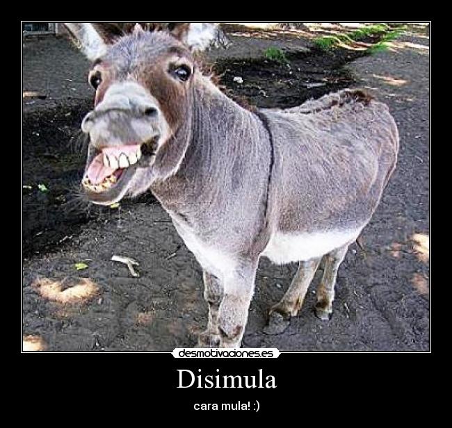 carteles animales cara disimula desmotivaciones
