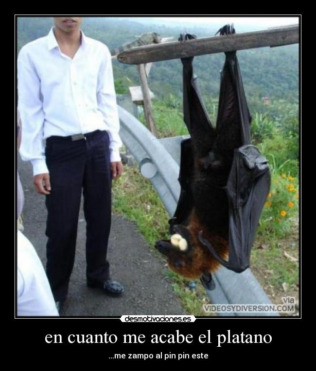 en cuanto me acabe el platano - 