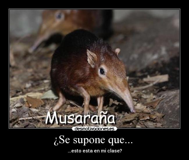 ¿Se supone que... - ...esto esta en mi clase?