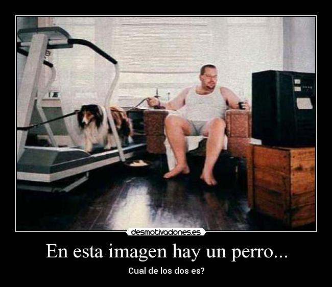 En esta imagen hay un perro... - Cual de los dos es?