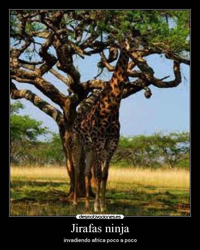 Jirafas ninja - invadiendo africa poco a poco