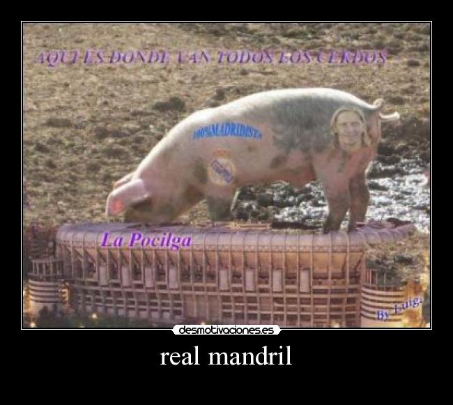 real mandril -