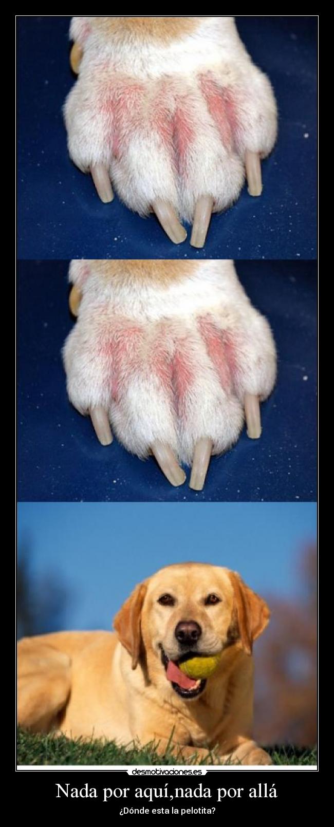 Nada por aquí,nada por allá - ¿Dónde esta la pelotita?