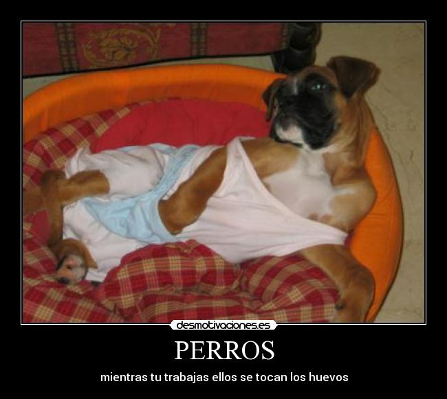 PERROS - mientras tu trabajas ellos se tocan los huevos