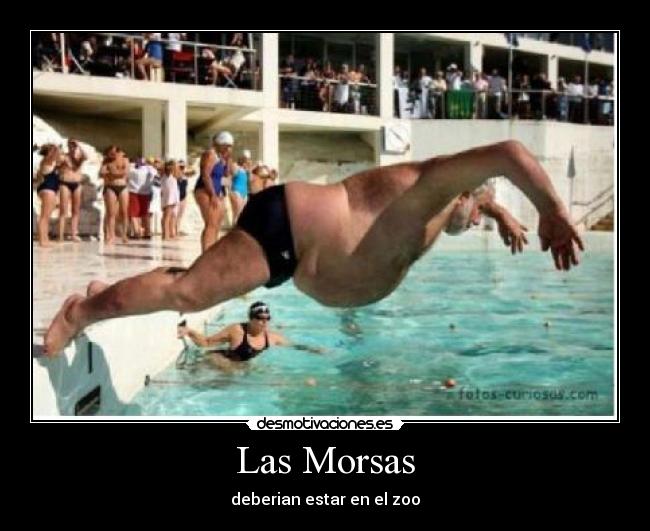 Las Morsas - deberian estar en el zoo