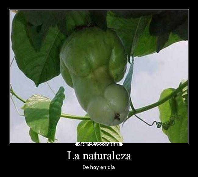 La naturaleza - 