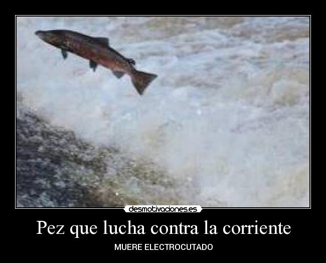 Pez que lucha contra la corriente - MUERE ELECTROCUTADO