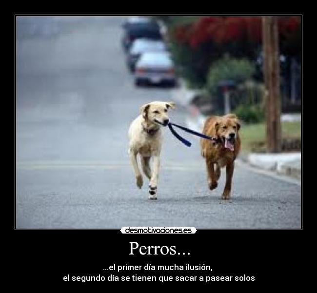 Perros... - 