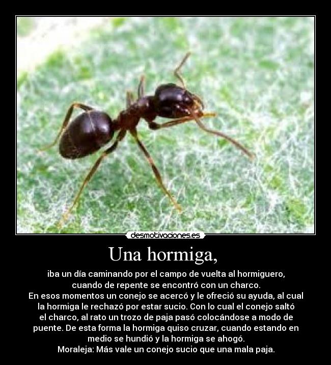 Una hormiga,  - 