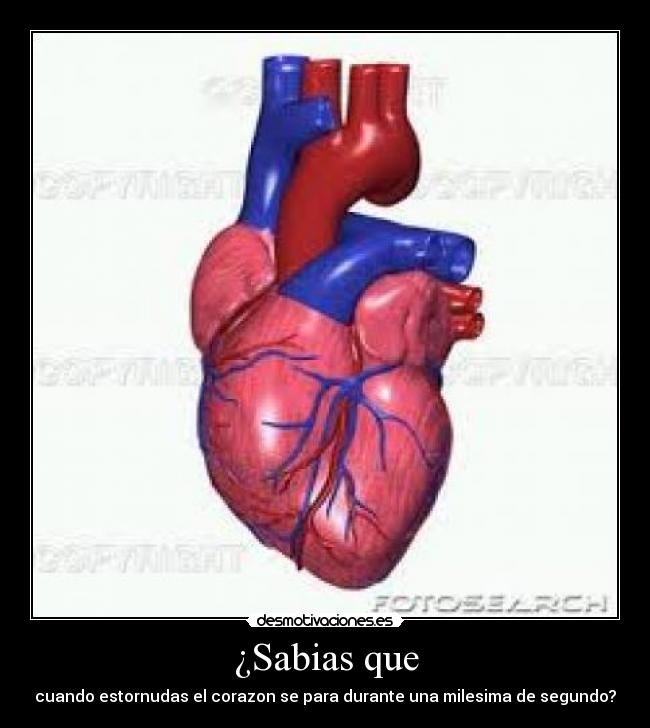 ¿Sabias que - cuando estornudas el corazon se para durante una milesima de segundo?