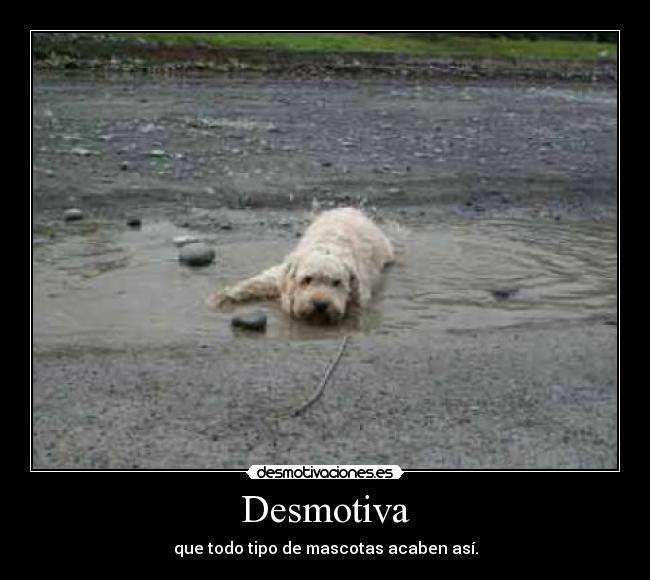 Desmotiva - que todo tipo de mascotas acaben así.