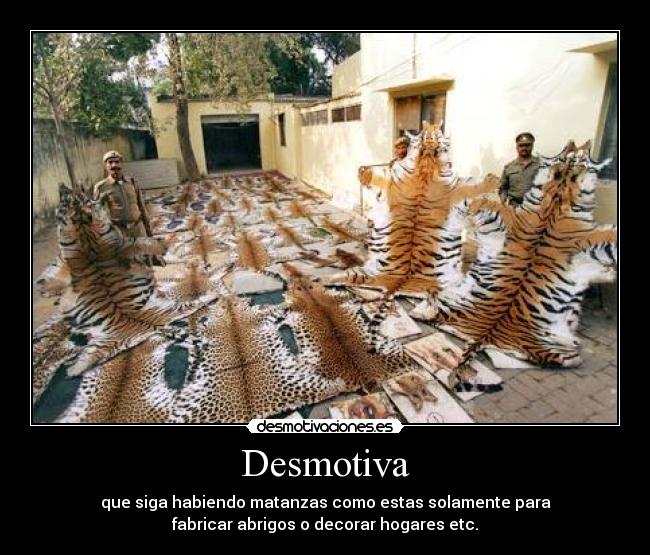 carteles tigres leopardos desmotivaciones