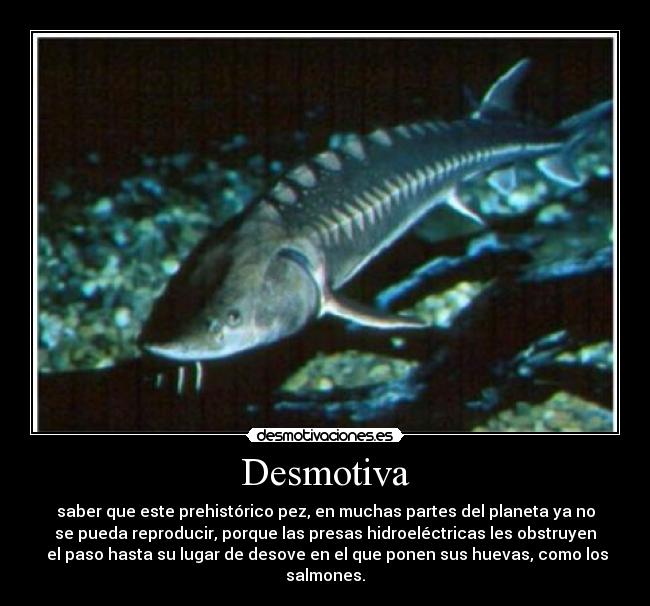 carteles esturion desmotivaciones