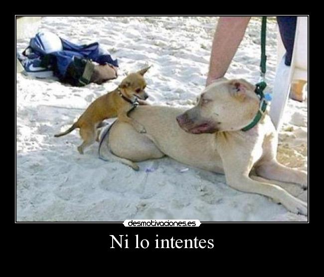 Ni lo intentes -