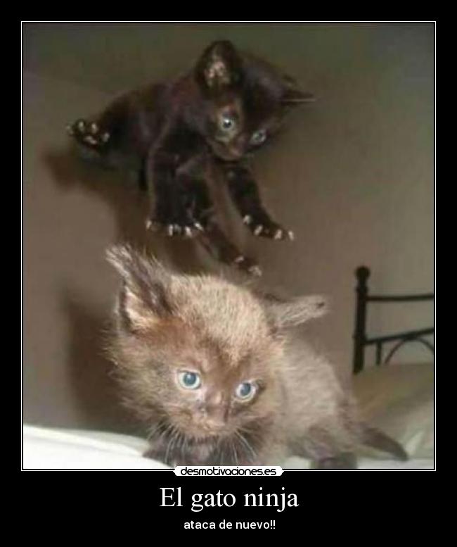 El gato ninja - 