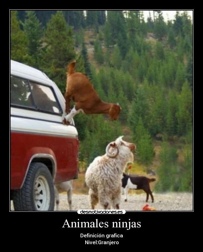 Animales ninjas -
