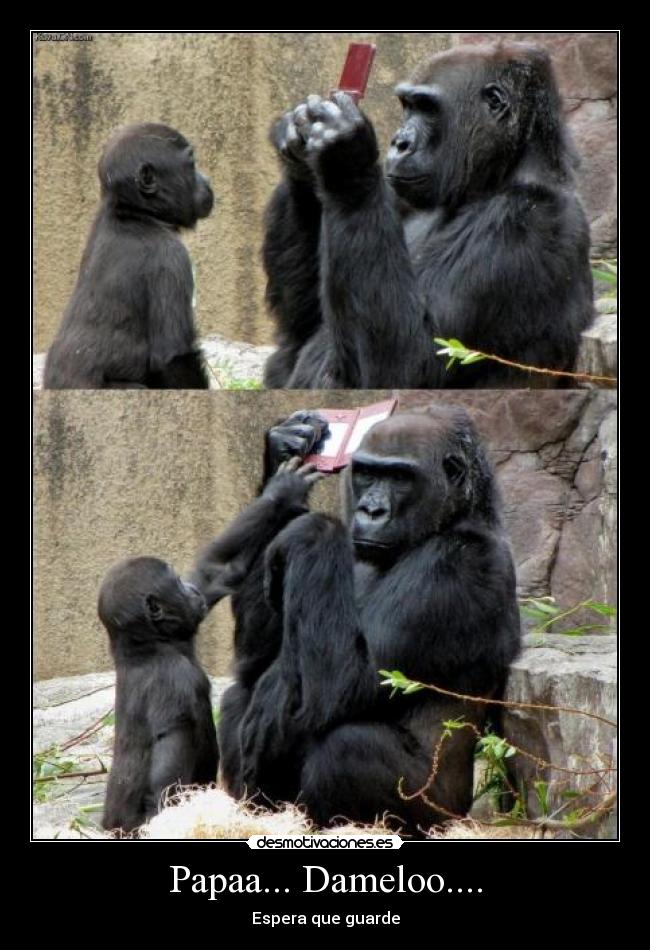 Papaa... Dameloo.... - 