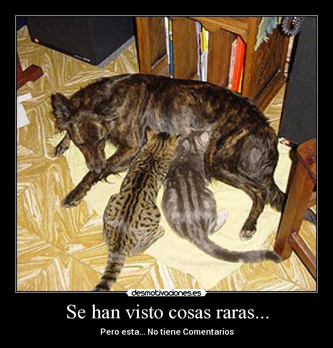 Se han visto cosas raras... - 