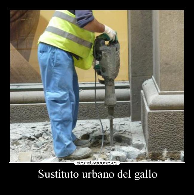 Sustituto urbano del gallo - 
