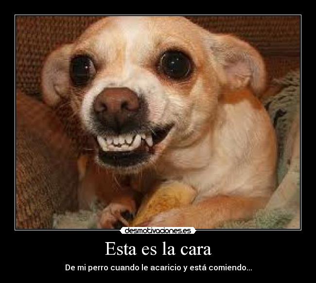 Esta es la cara - De mi perro cuando le acaricio y está comiendo...