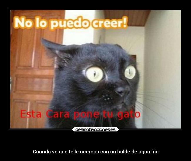    - Cuando ve que te le acercas con un balde de agua fria