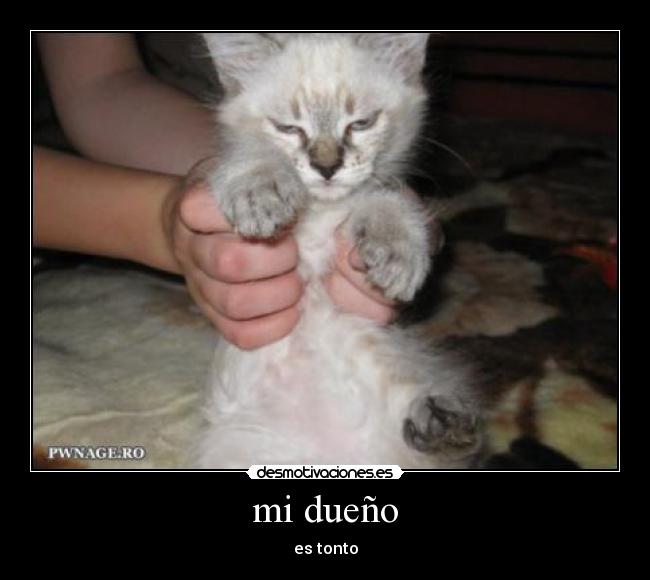 mi dueño - es tonto