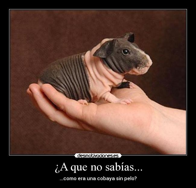 ¿A que no sabías... - 