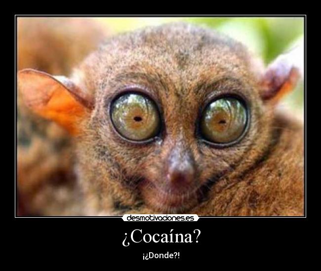 ¿Cocaína? - ¡¿Donde?!