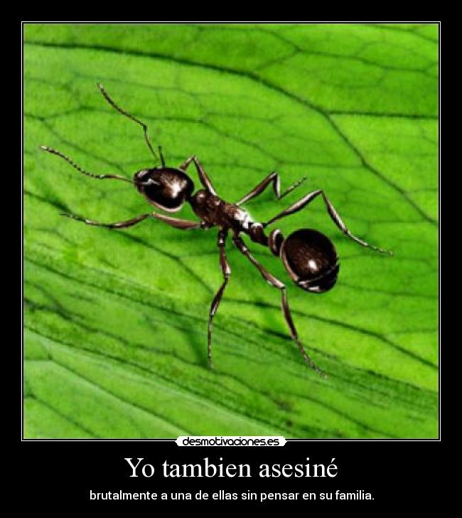 Yo tambien asesiné -