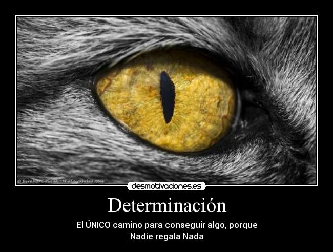 Determinación - El ÚNICO camino para conseguir algo, porque
Nadie regala Nada